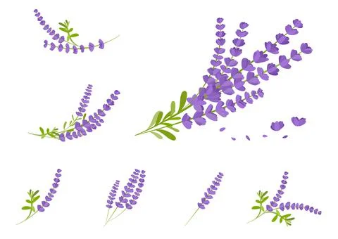 Lavender herb vector isolated on white background ep04 Stock Illustration