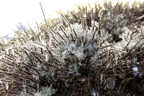 Lavender in ice Stock Photos