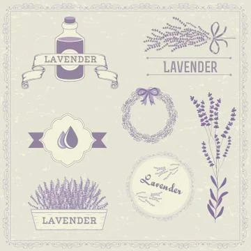 Lavender Stock Illustration