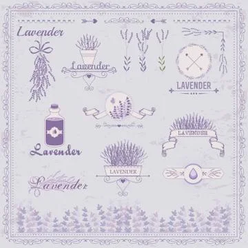 Lavender Stock Illustration