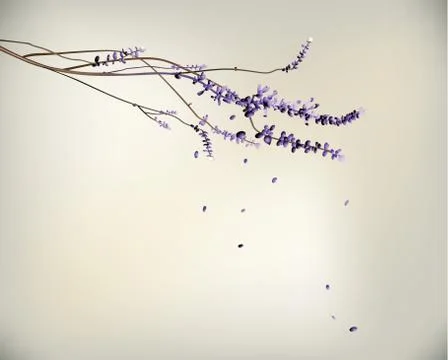 Lavender Stock Illustration