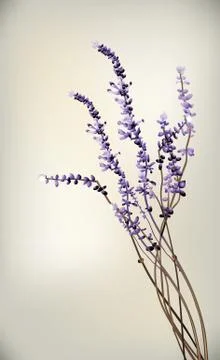 Lavender 스톡 일러스트