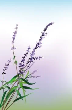 Lavender Illustrazione stock