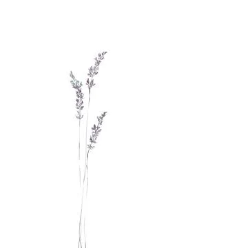 Lavender Ilustración de archivo