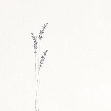 Lavender Ilustración de archivo