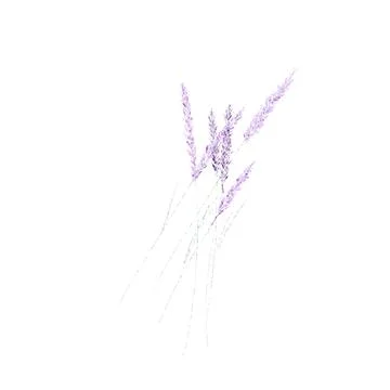Lavender Stock Illustration