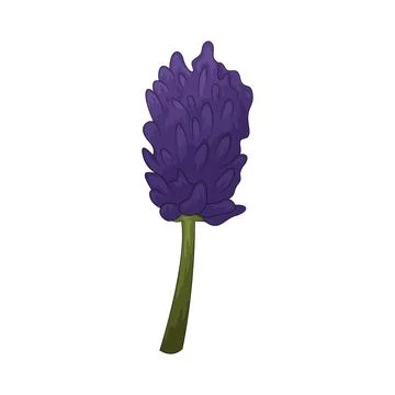Lavender illustration Stock Illustration