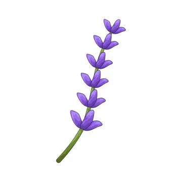 Lavender illustration Stock Illustration