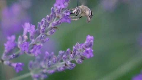 Lavender & insect slow Stock Footage