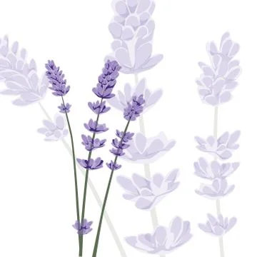 Lavender on isolated background, vector Stock Illustration