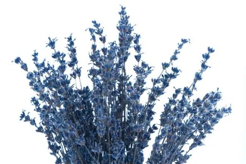 Lavender isolated Foto stock
