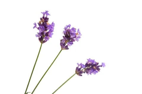 Lavender isolated Stock Photos