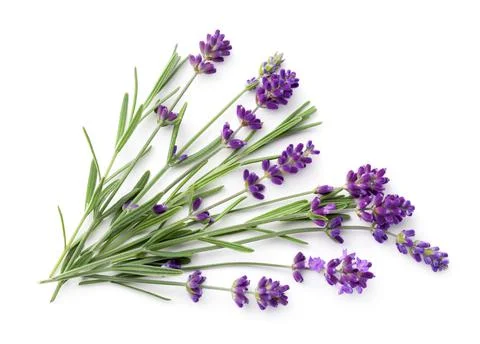 Lavender Isolated On White Background Flat Lay Stock Photos