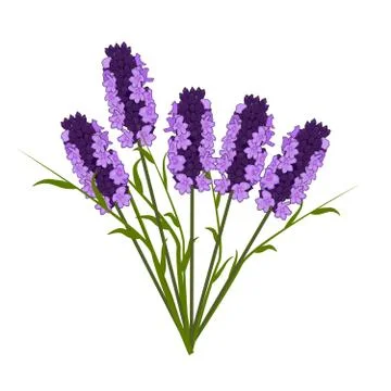 Lavender isolated on white background. Stock Illustration