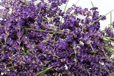 Lavender  isolated on white background Stock Photos