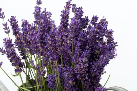 Lavender  isolated on white background Stock Photos