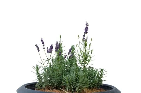 Lavender isolated on white background Stock Photos