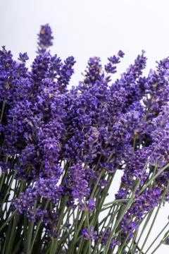 .Lavender isolated on white background.. Stock Photos