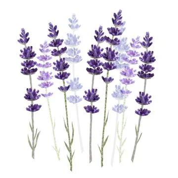 Lavender isolated on white background vector illustration Stock Illustration