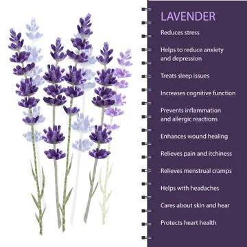 Lavender isolated on white background vector illustration Stock Illustration