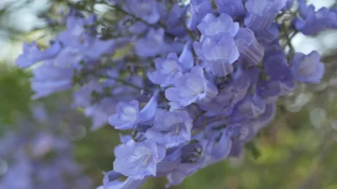 Lavender jacaranda blossoms in soft focus create elegant floral atmosphere for Stock Footage 335656486