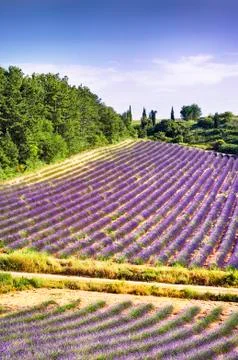 Lavender in the landscape Stock Photos