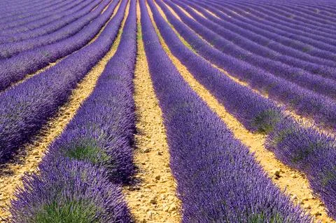 Lavender in the landscape Stock Photos