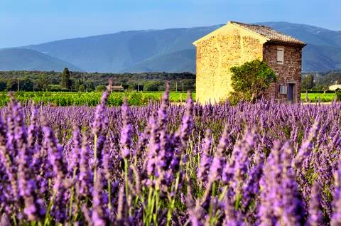 Lavender in the landscape Stock Photos