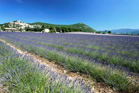 Lavender landscape Stock Photos