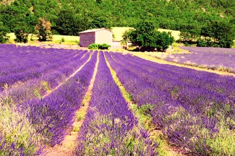 Lavender in the landscape Stock Photos