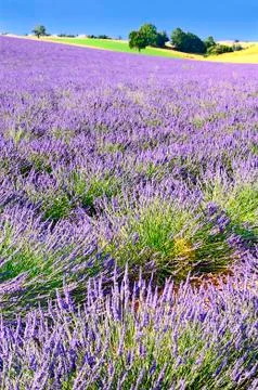 Lavender in the landscape Foto stock