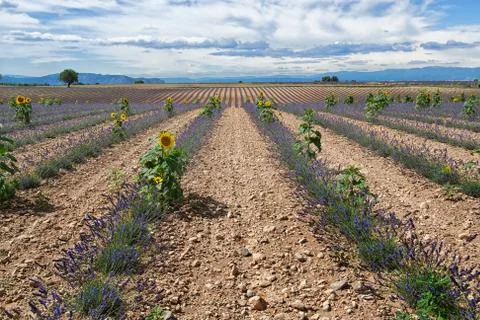 Lavender landscape Stock Photos