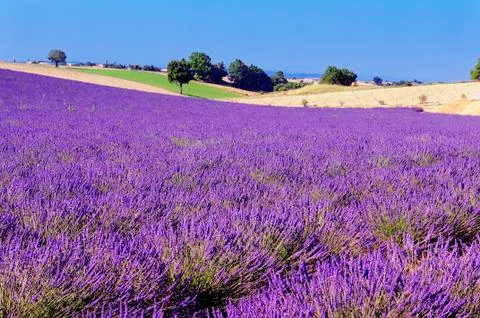 Lavender in the landscape Stock Photos