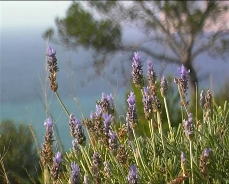 Lavender, Lavendula officinalis Stock Footage 118273