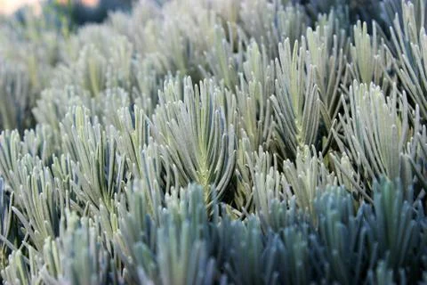 Lavender leaves Stock Photos