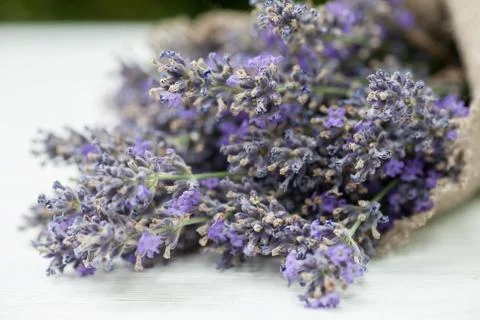 Lavender in linen sack Stock Photos