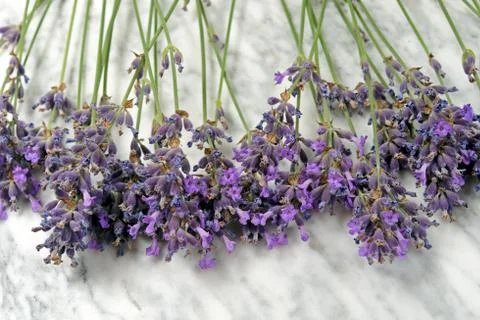 Lavender lying on a marble table with stems Stock Photos