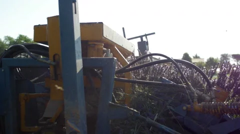 Lavender machine cutting Video stock 52513435