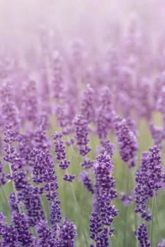 Lavender meadow close up Stock Photos
