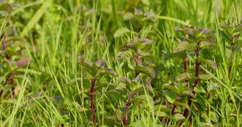 Lavender mint growing in wild grass in sunny day Stock Footage 262044992