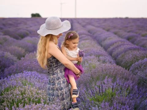 Lavender mood 库存照片