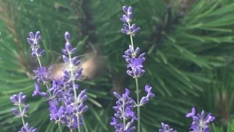Lavender with a moth, in the background a pine Stock Footage 73462709