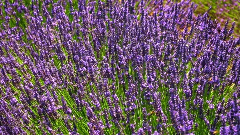 Lavender moved by the wind Stock Footage 170003946