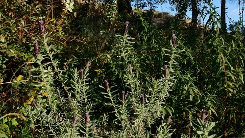 Lavender Moved by the Wind Video 4K Stock Footage 103290515