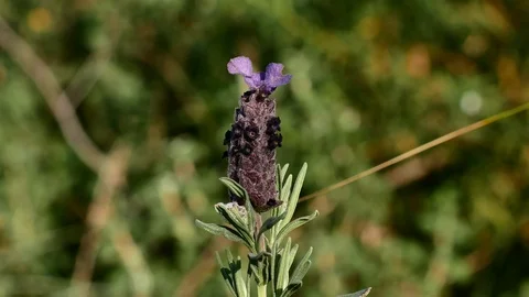 Lavender Moved by the Wind Video 4K Stock Footage 103290528