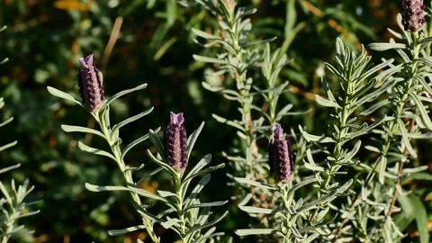 Lavender Moved by the Wind Video 4K Stock Footage 103290541