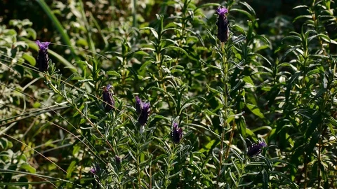 Lavender Moved by the Wind Video 4K Stock Footage 103290558