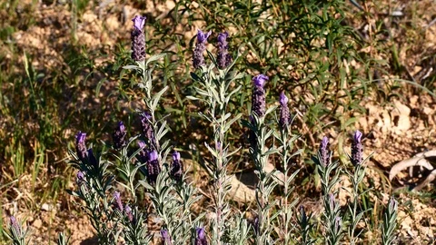 Lavender Moved by the Wind Video 4K Stock Footage 103290619