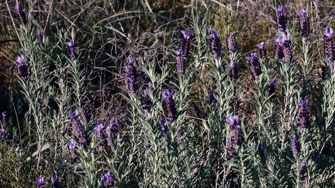 Lavender Moved by the Wind Video 4K Stock Footage 103290637