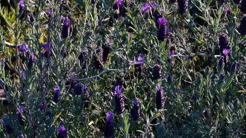 Lavender Moved by the Wind Video 4K 库存影片 103290663